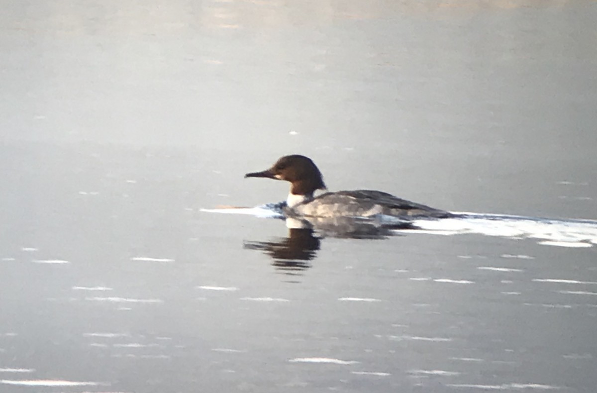 Common Merganser - Stephen Bailey