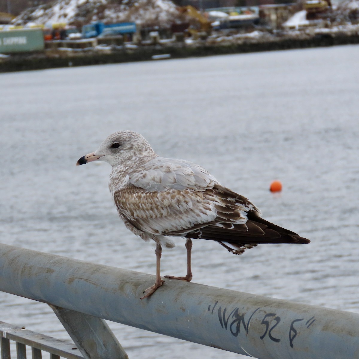 Ring-billed Gull - ML614823214