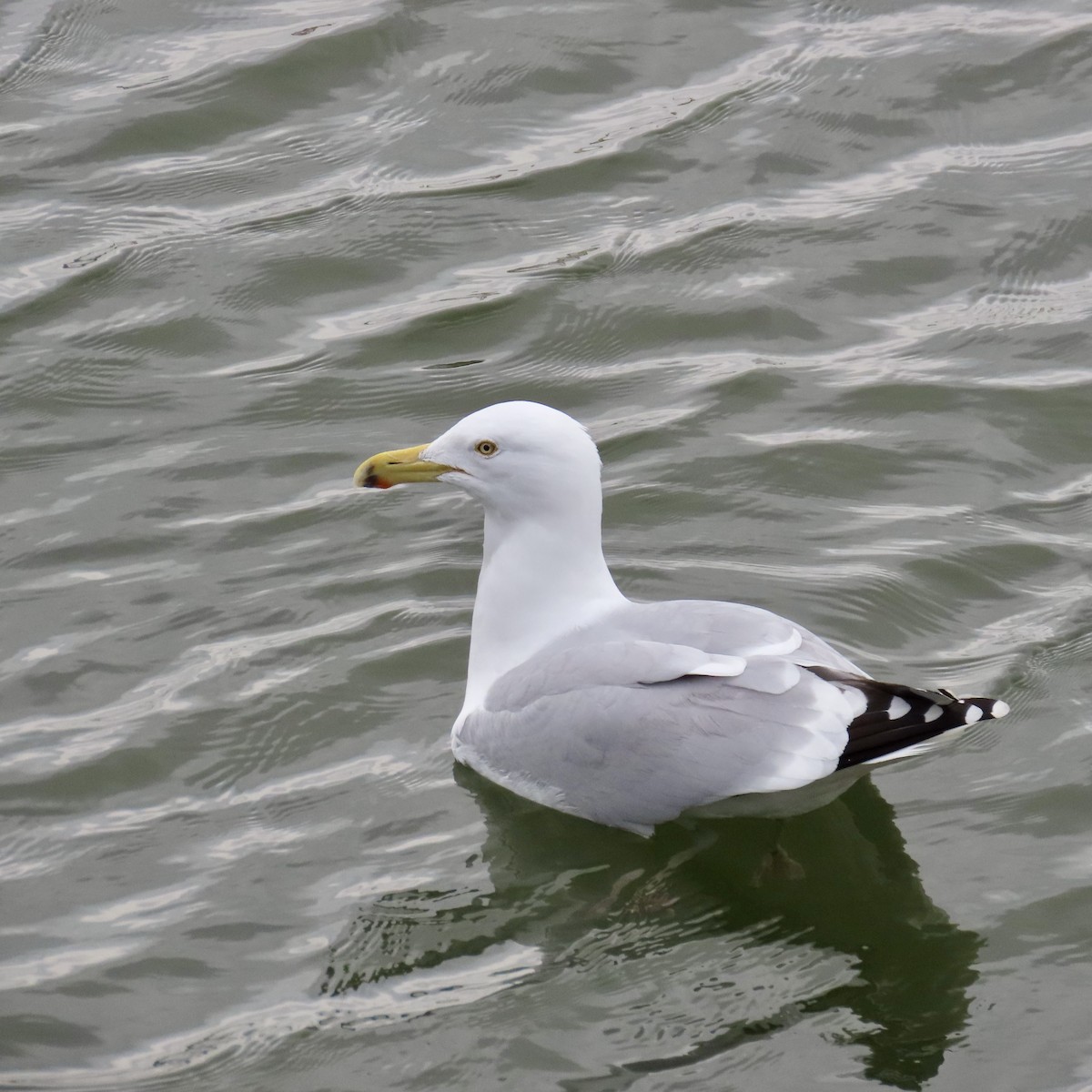 Herring Gull (American) - ML614823215