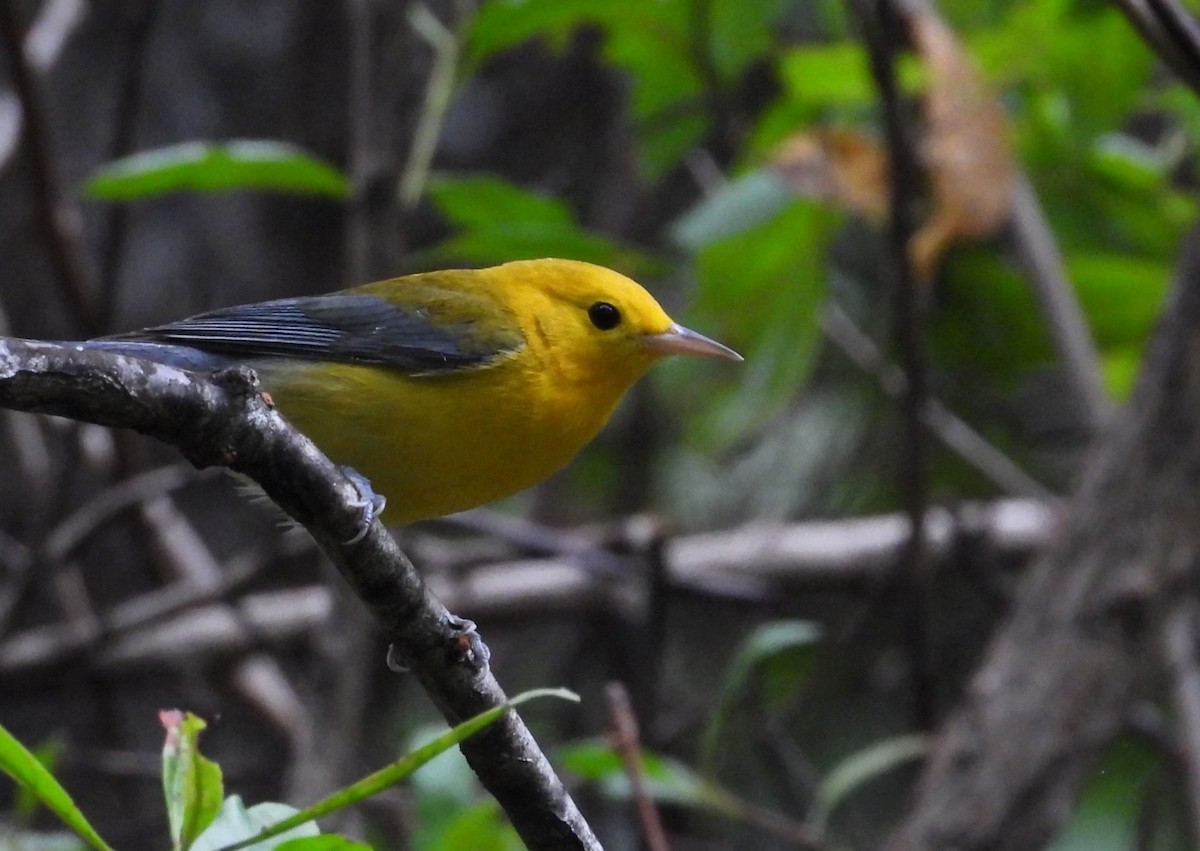 Prothonotary Warbler - Peter Davey