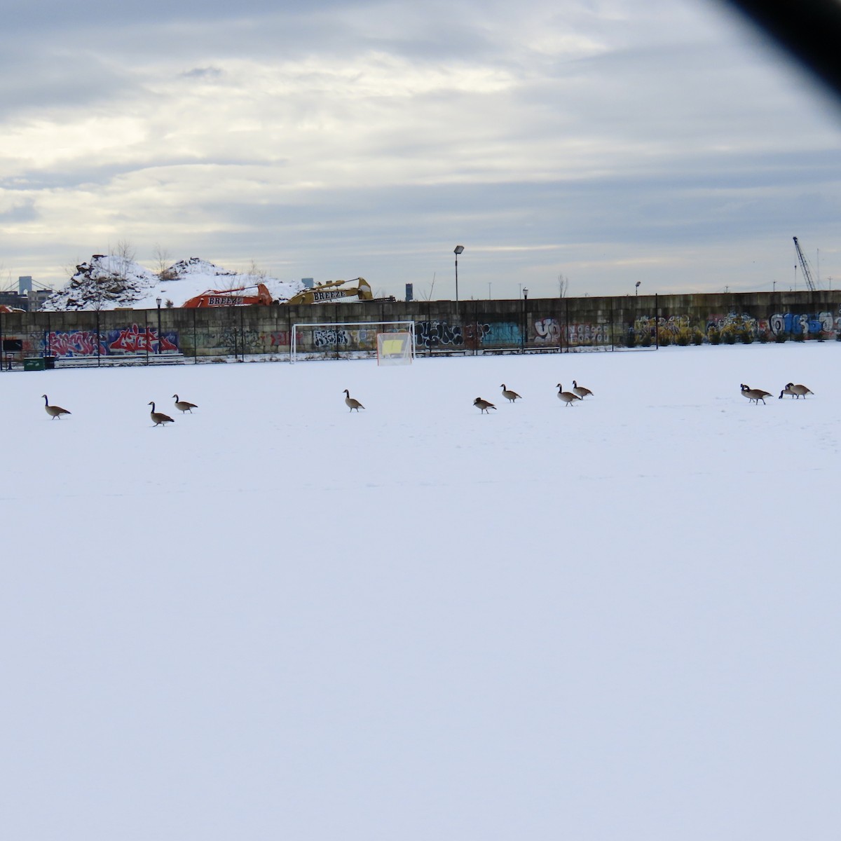 Canada Goose - ML614823225