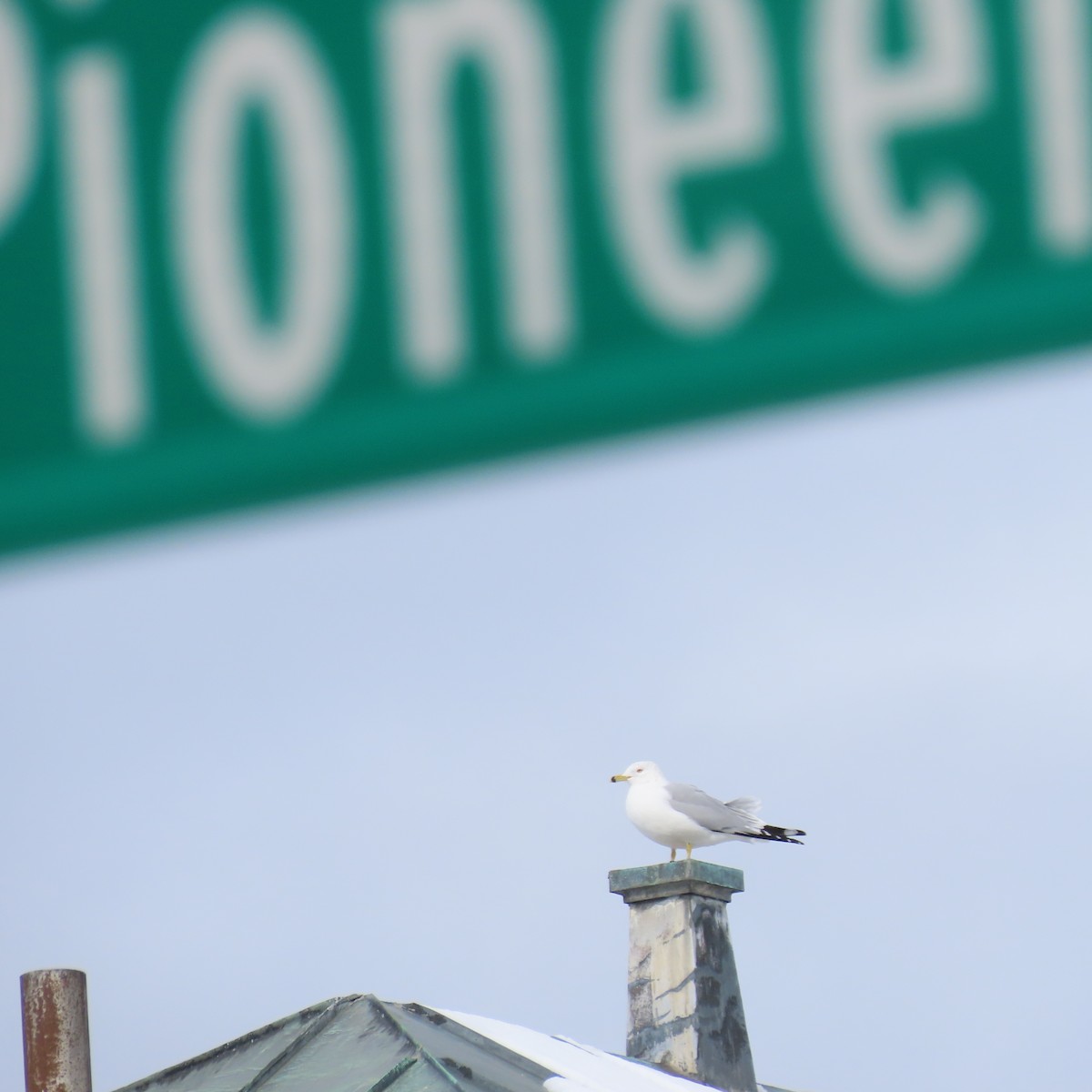 Ring-billed Gull - ML614823259