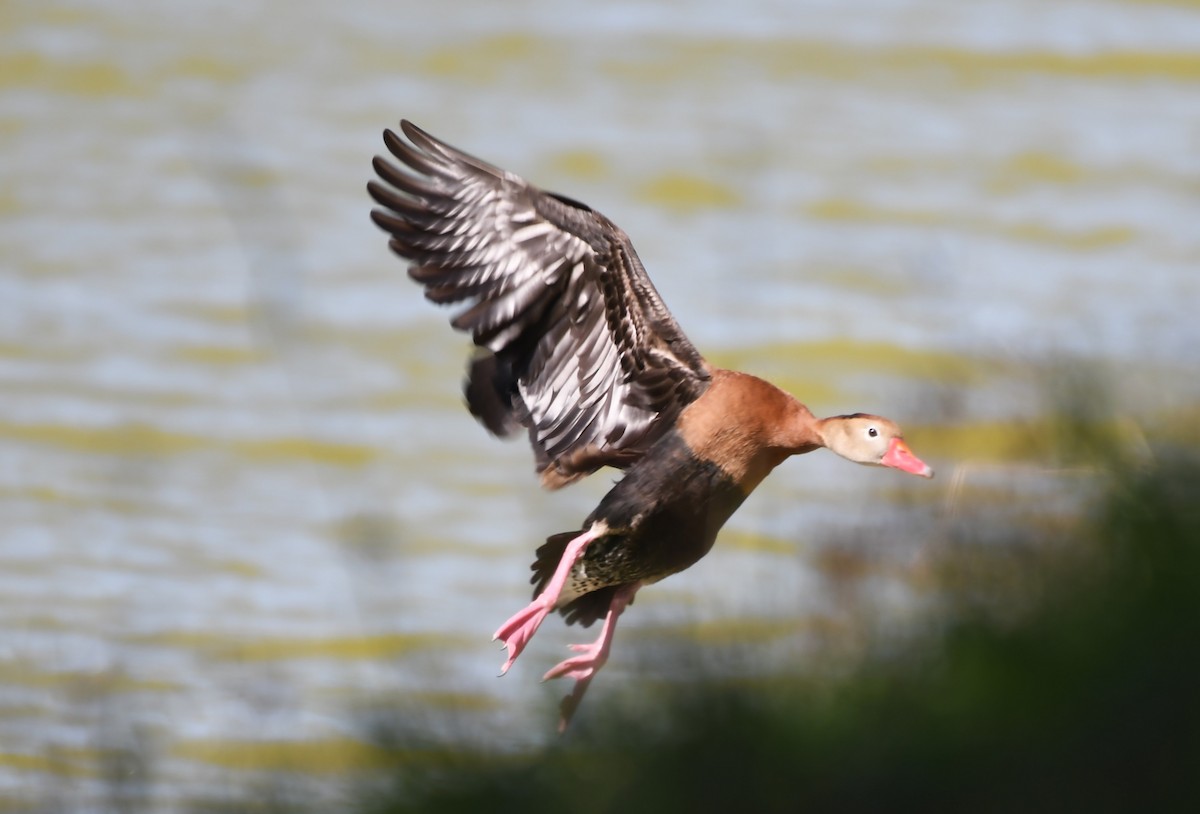 Black-bellied Whistling-Duck - ML614823261