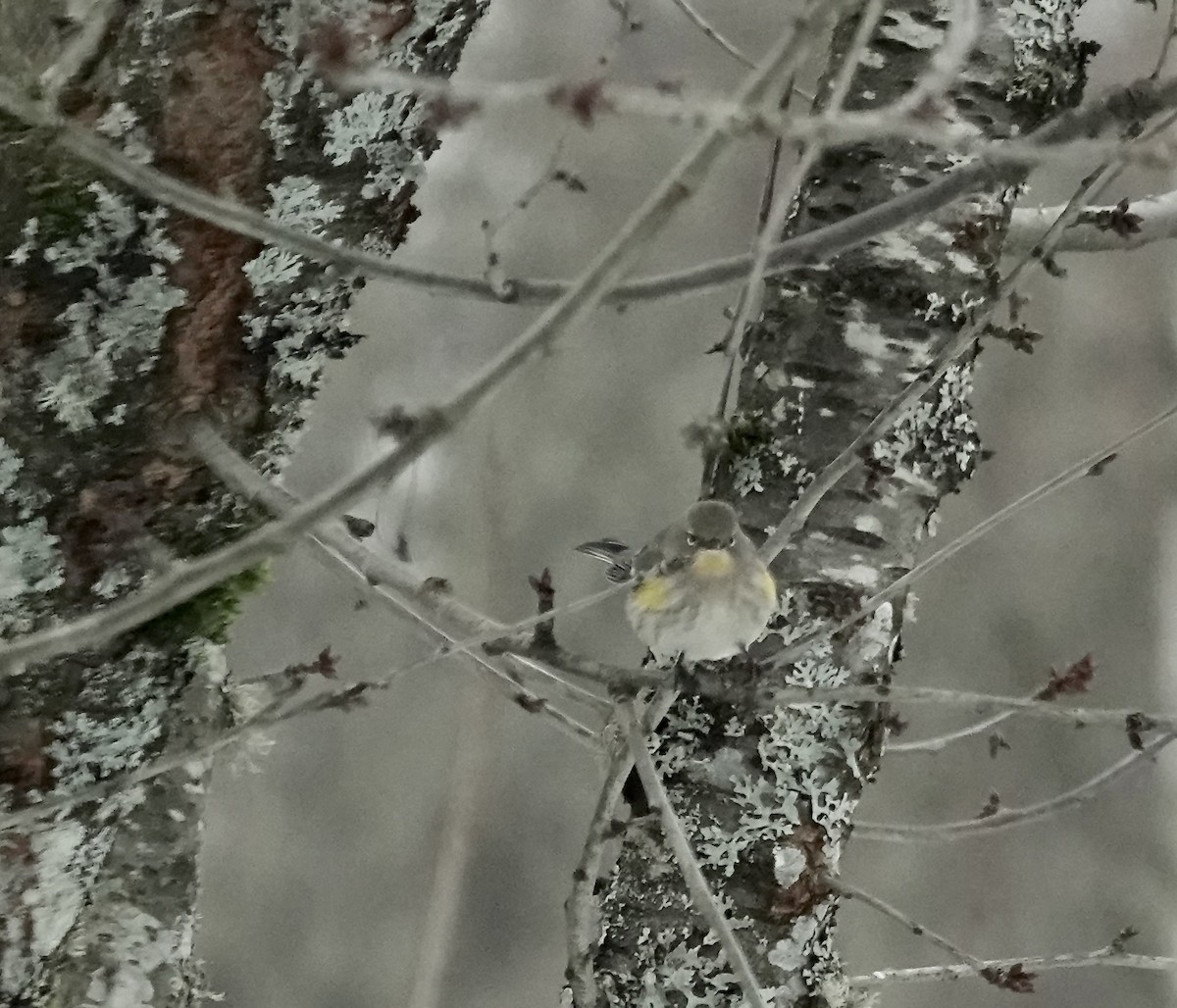 Yellow-rumped Warbler (Audubon's) - Shawneen Finnegan