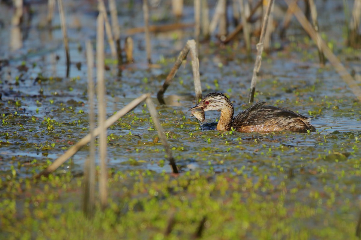 White-tufted Grebe - ML614823283