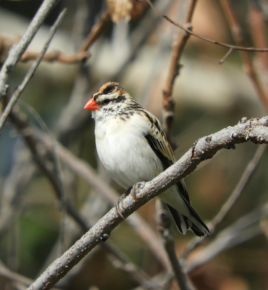 Pin-tailed Whydah - ML614823288