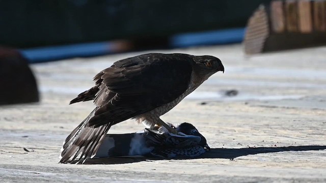 Cooper's Hawk - ML614823333