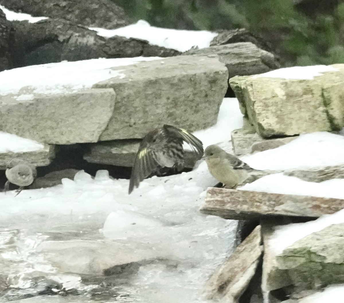 Pine Siskin - Shawneen Finnegan