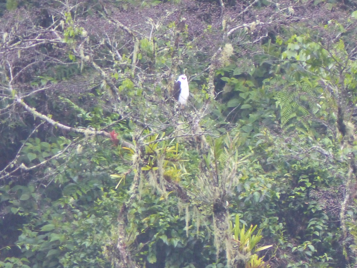 Black-and-white Hawk-Eagle - ML614823367