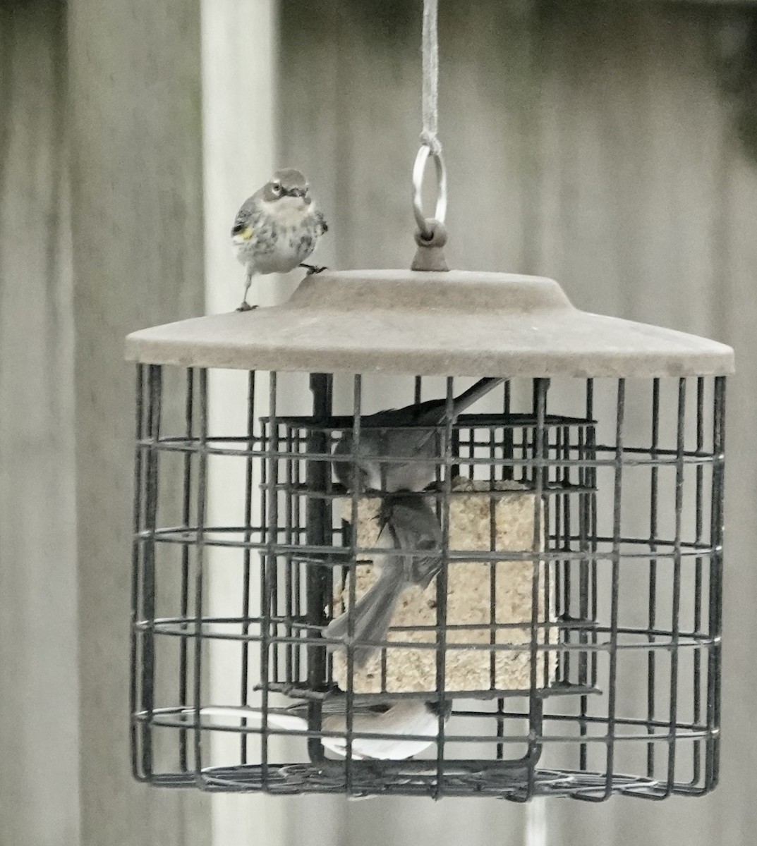 Yellow-rumped Warbler (Myrtle) - Shawneen Finnegan