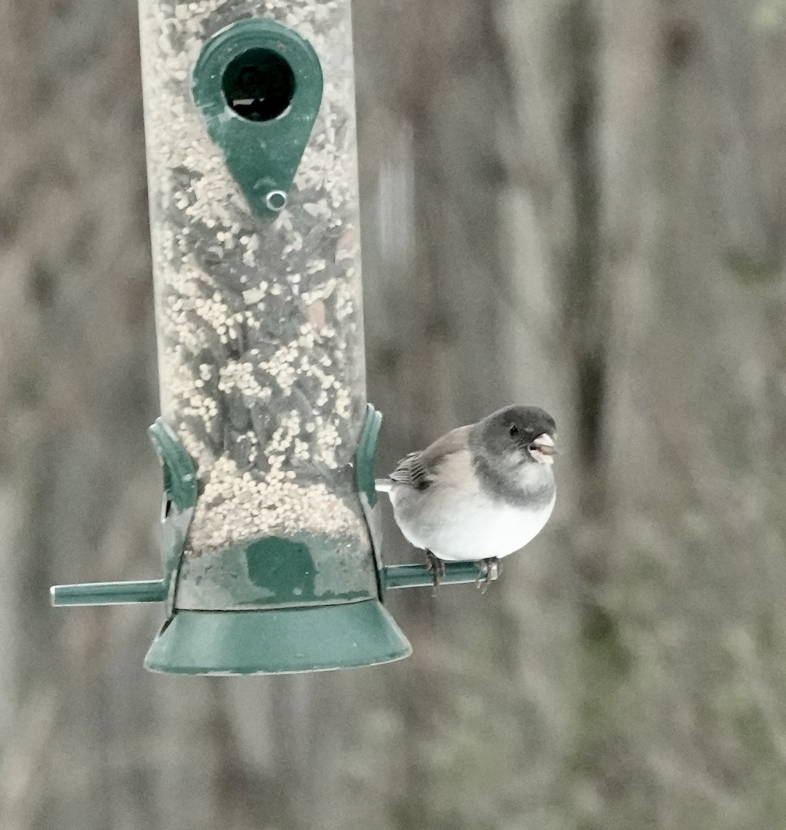 Dark-eyed Junco (Oregon) - Shawneen Finnegan