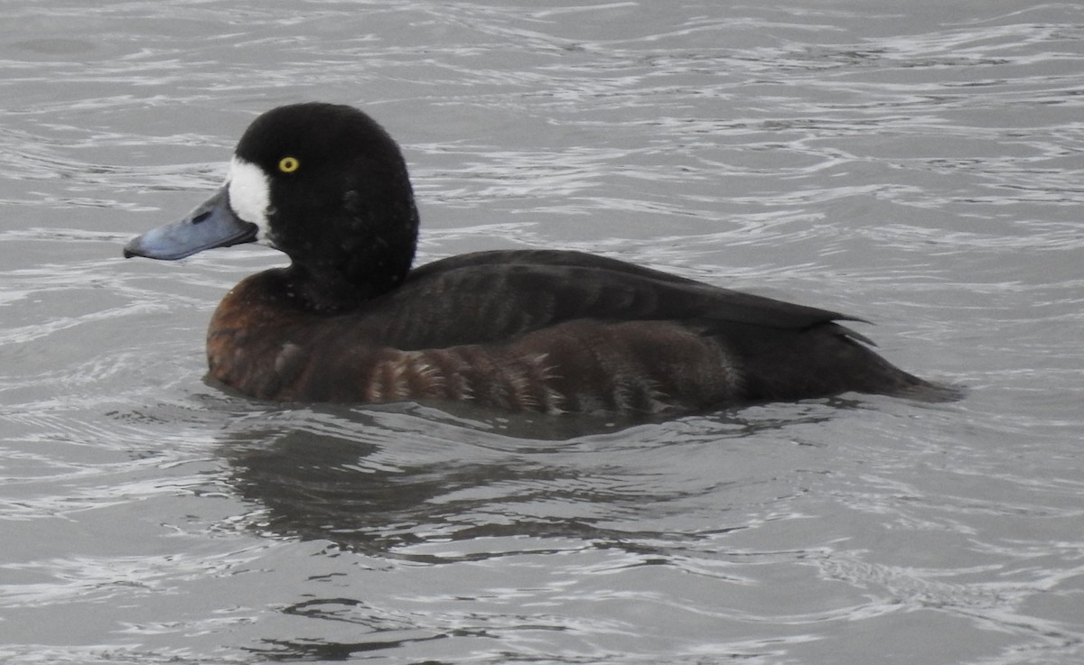 Greater Scaup - ML614823408