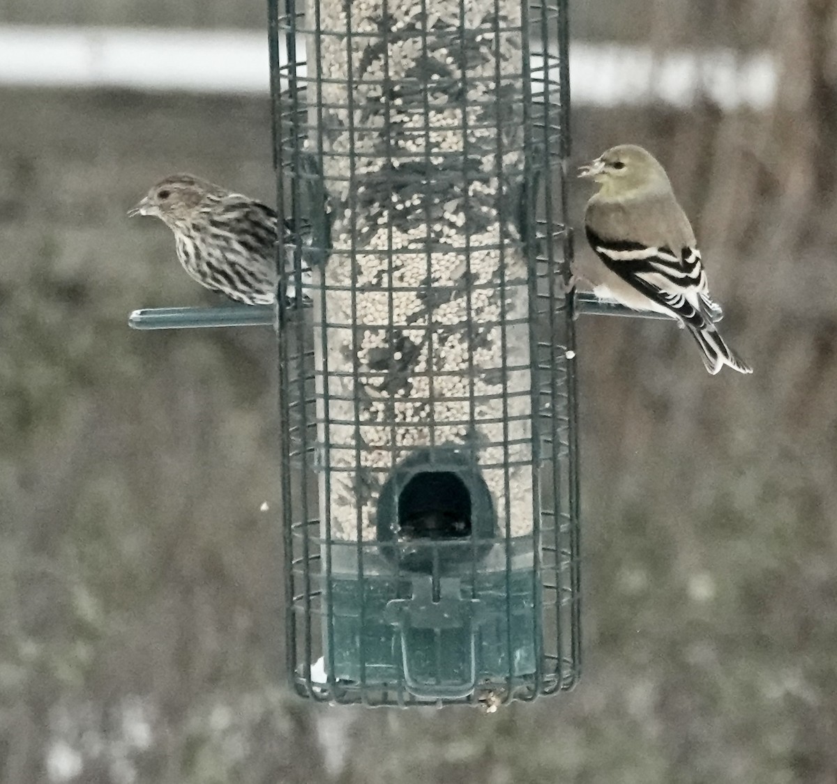 Pine Siskin - Shawneen Finnegan