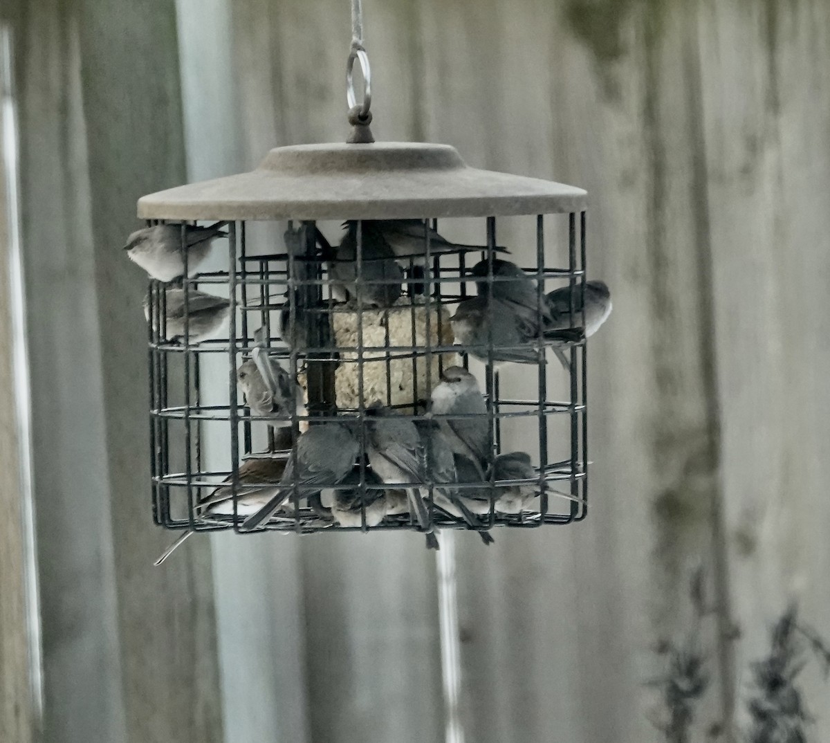 Bushtit (Pacific) - ML614823432