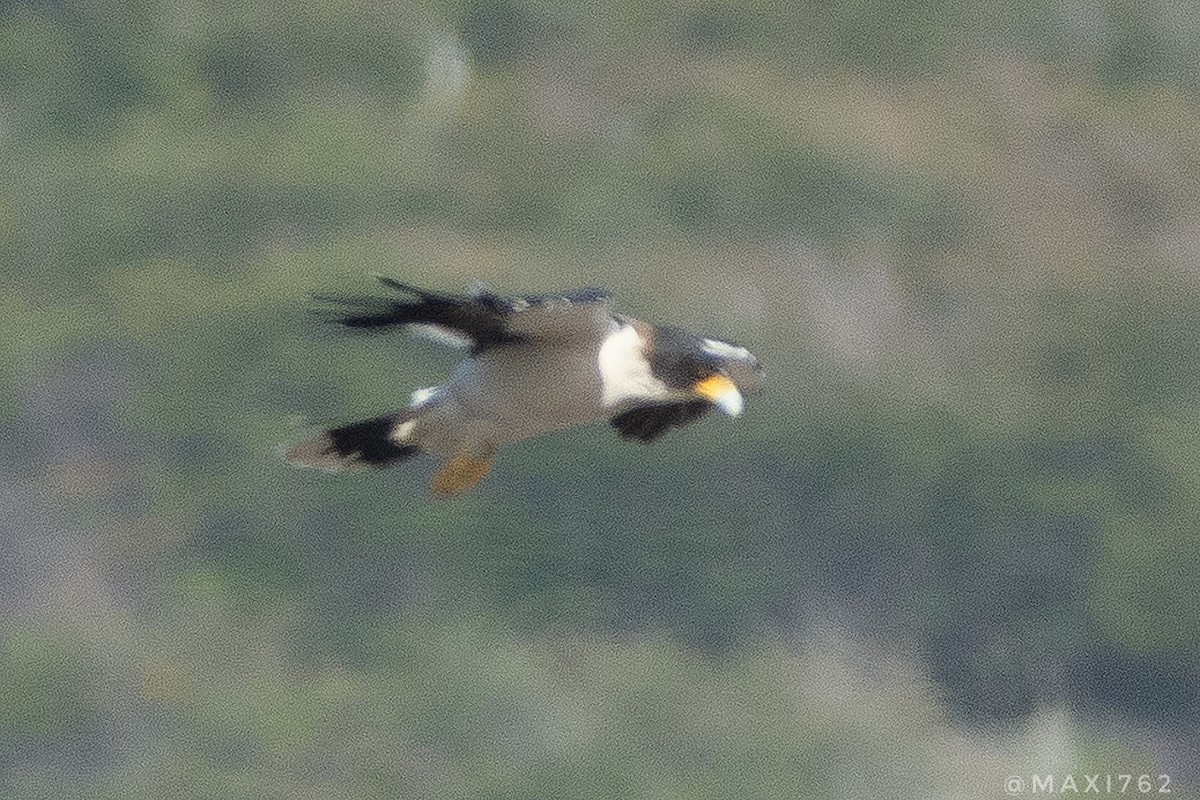 White-throated Caracara - Maximiliano Aguilar