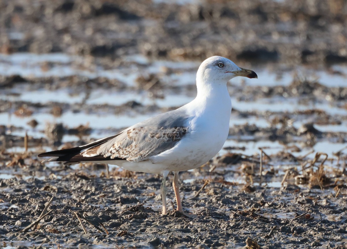 Yellow-legged Gull - ML614823504