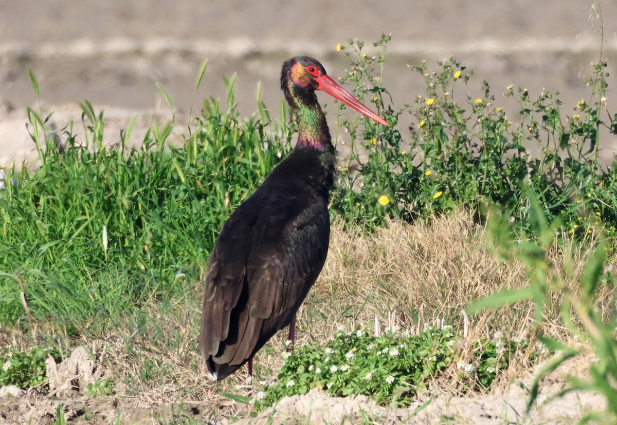 Black Stork - ML614823505