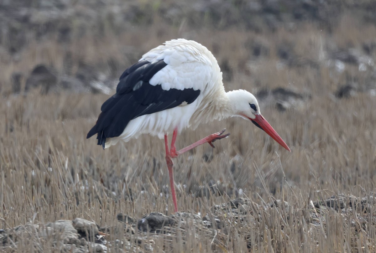 White Stork - ML614823507