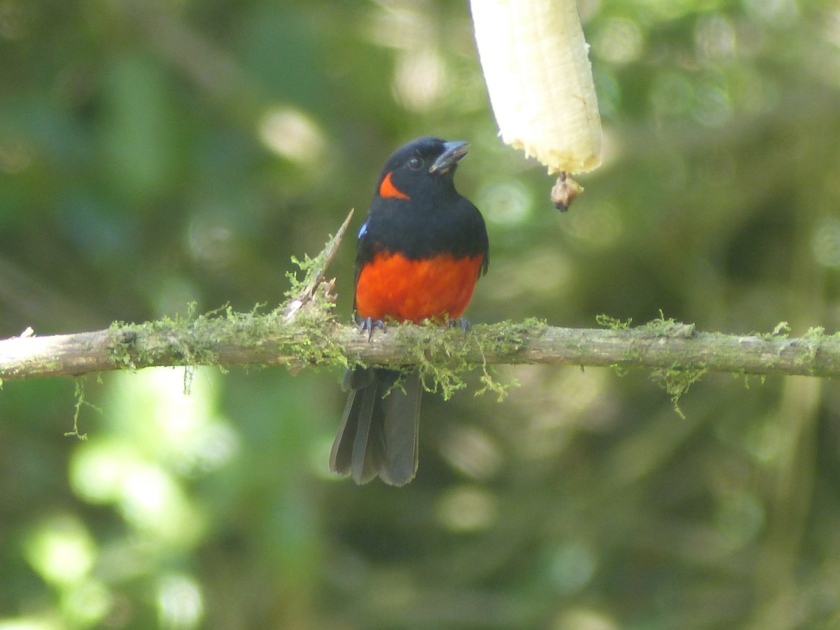 Tangara Ventriescarlata - ML614823536