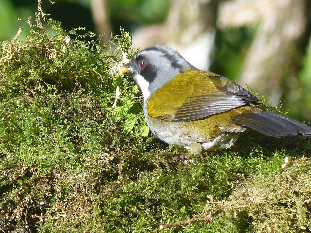 Gray-browed Brushfinch - ML614823548