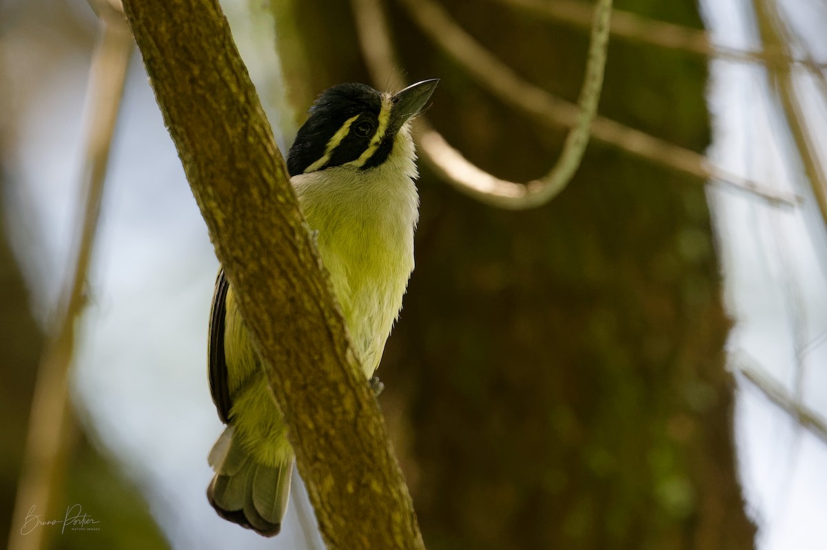 Goldbürzel-Bartvogel - ML614823561