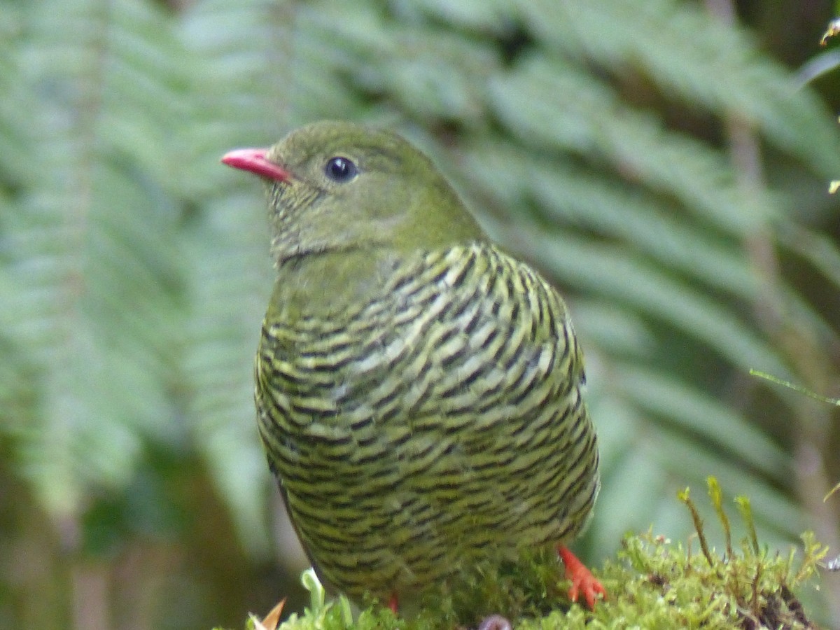 Cotinga barré - ML614823569