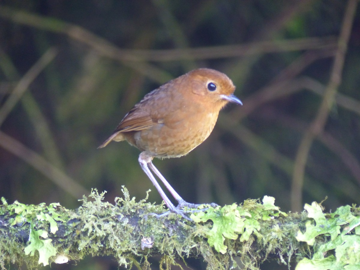 Equatorial Antpitta - ML614823582