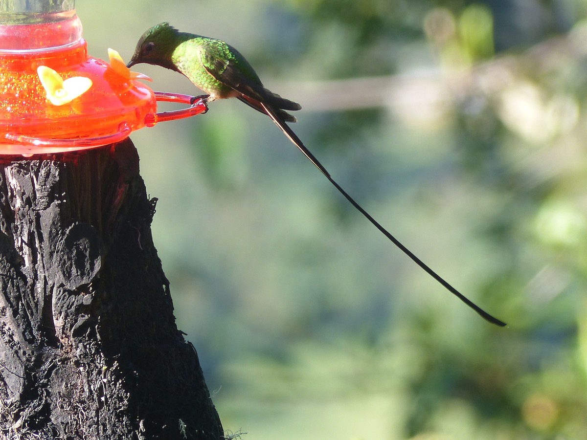 Black-tailed Trainbearer - ML614823618