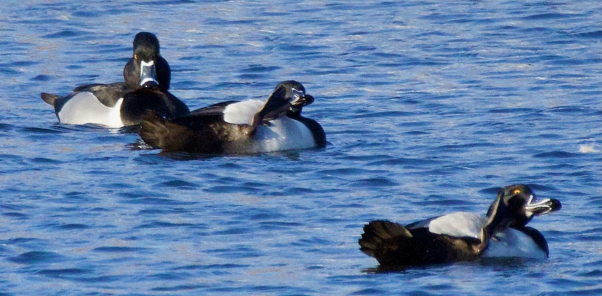 Ring-necked Duck - Michael Yellin