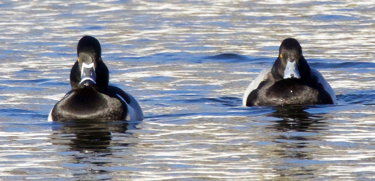 Ring-necked Duck - Michael Yellin