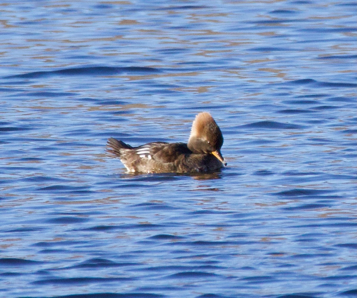 Hooded Merganser - ML614823661