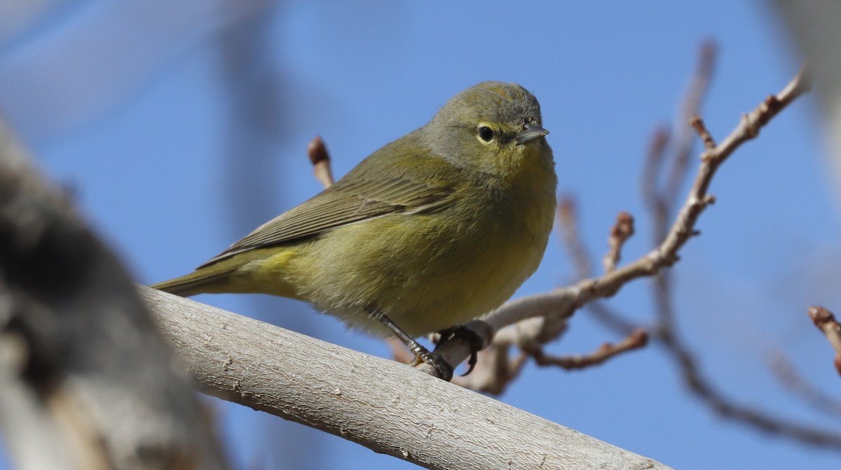 Orange-crowned Warbler - Alison Sheehey