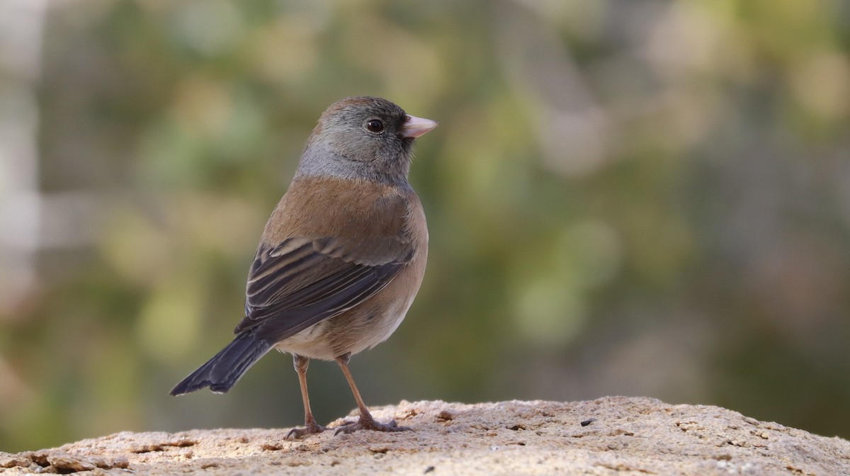 Dark-eyed Junco - ML614823761