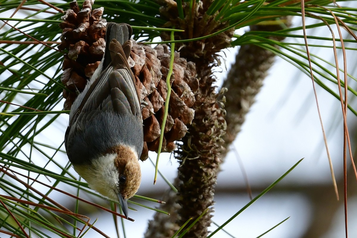 Brown-headed Nuthatch - ML614823786