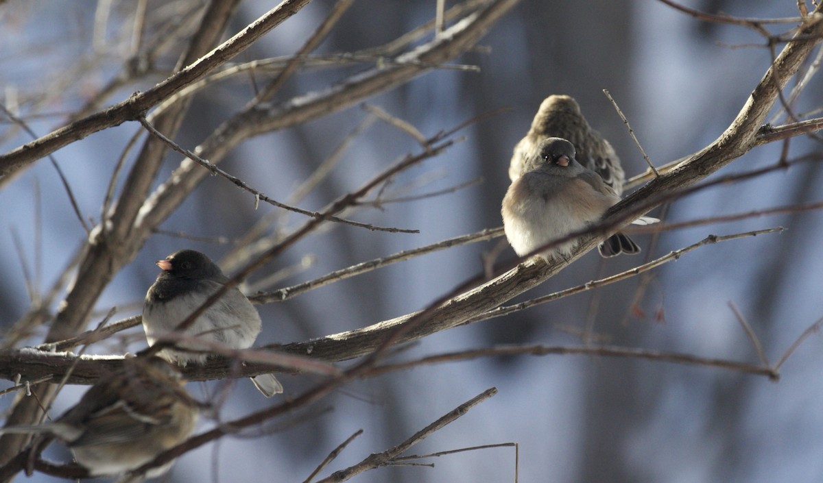 Kara Gözlü Junko (cismontanus) - ML614823819