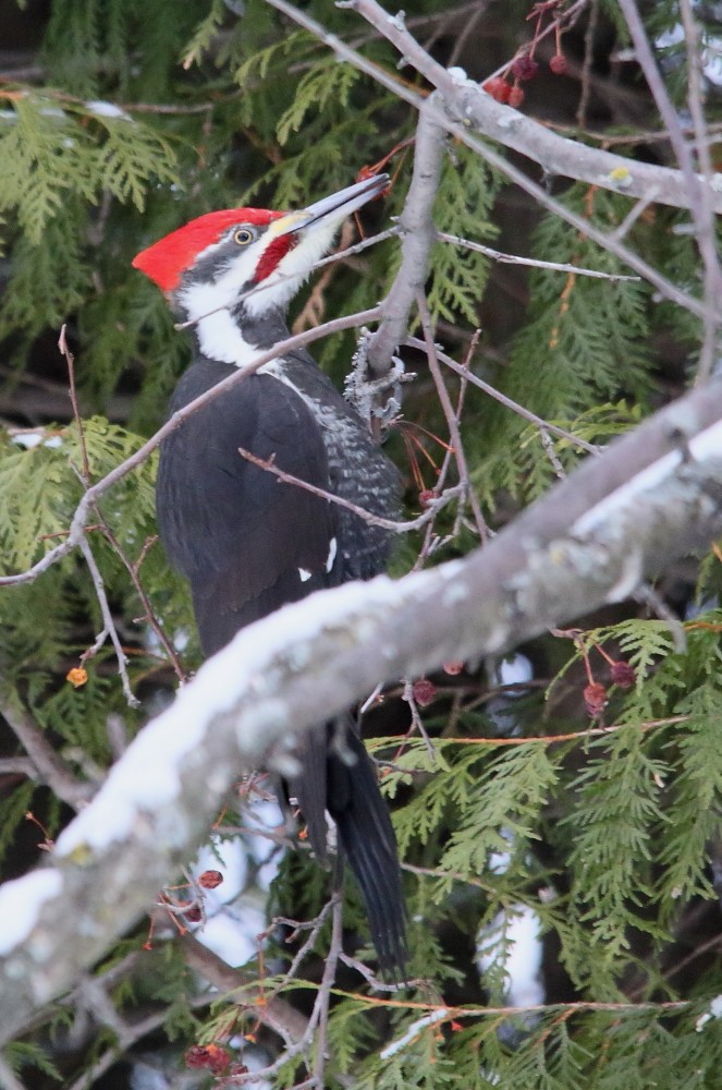 Pileated Woodpecker - ML614823835