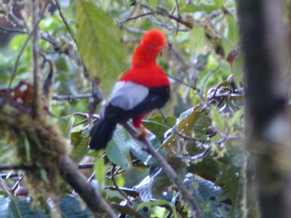 Andean Cock-of-the-rock - ML614823845