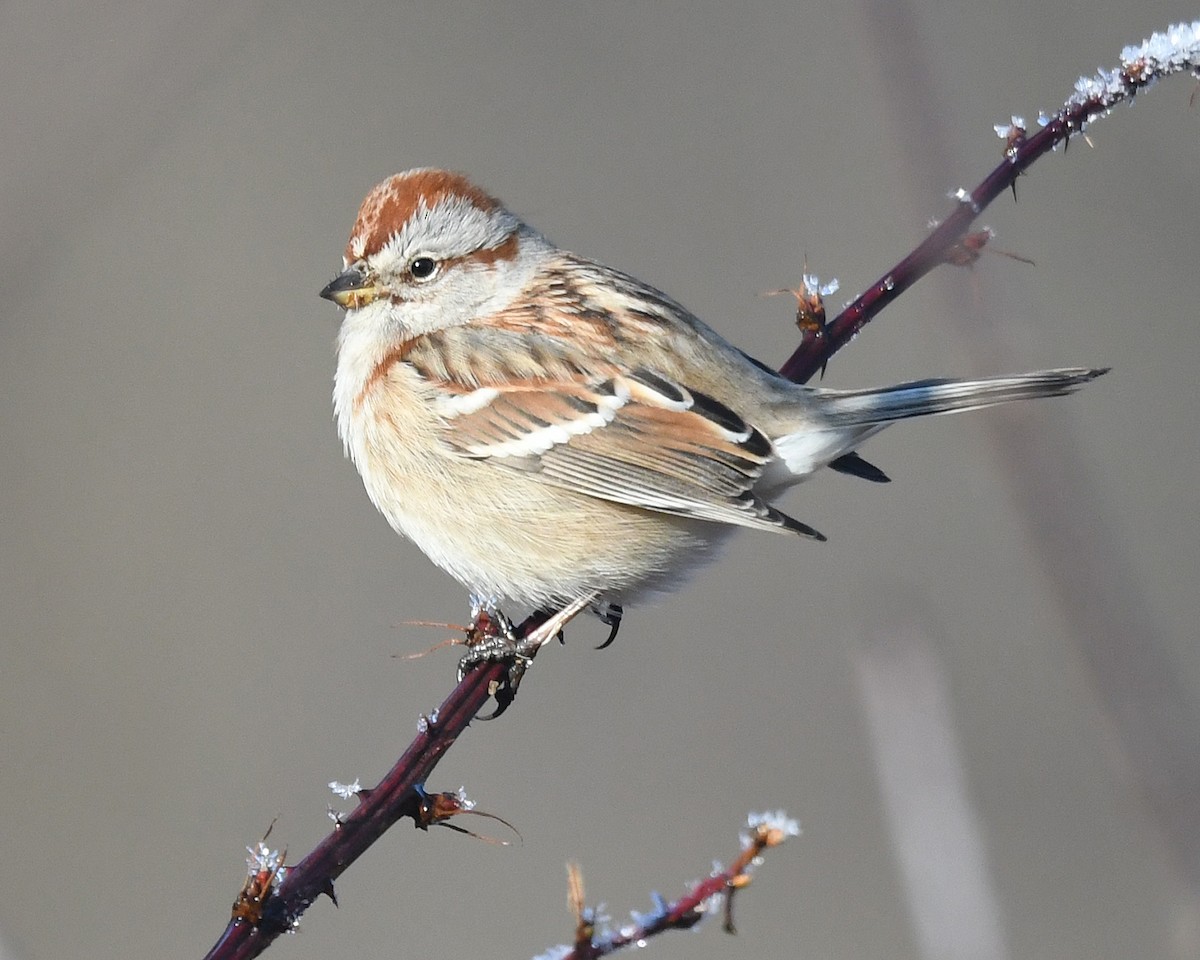 American Tree Sparrow - ML614823868