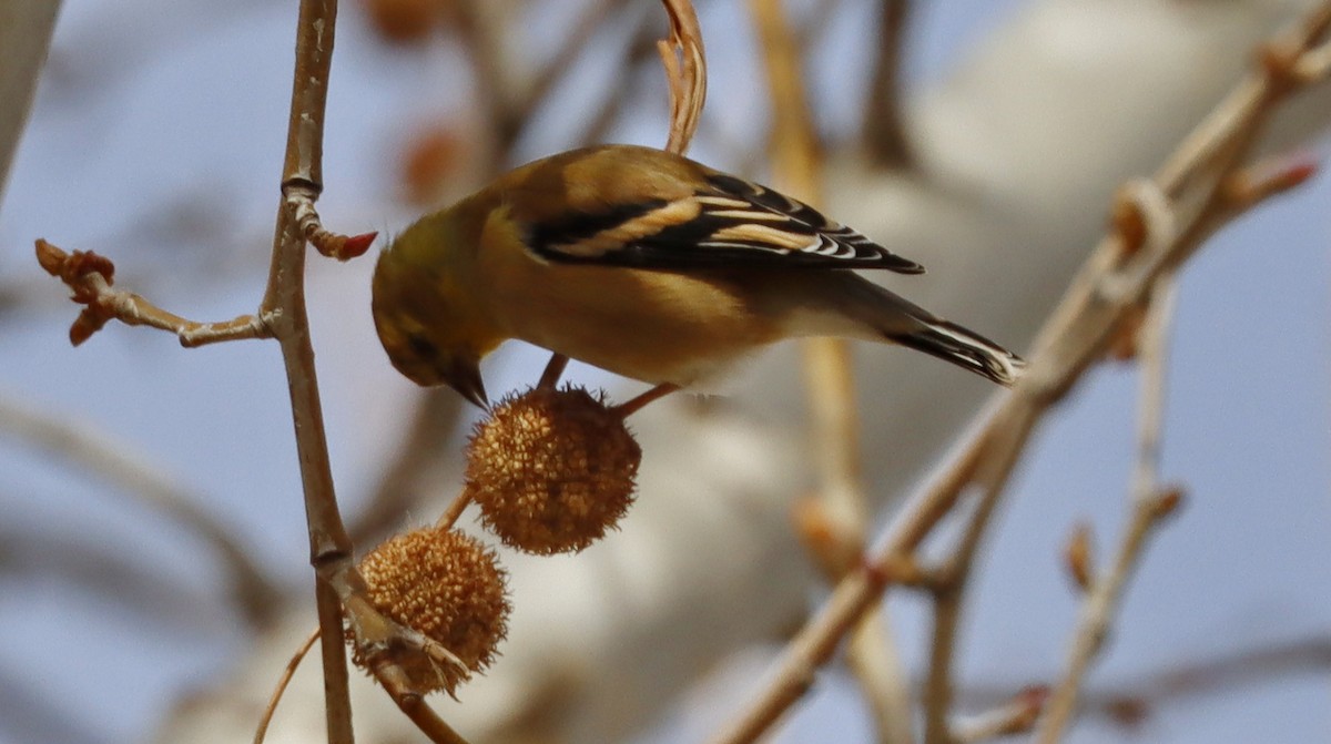 American Goldfinch - Alison Sheehey