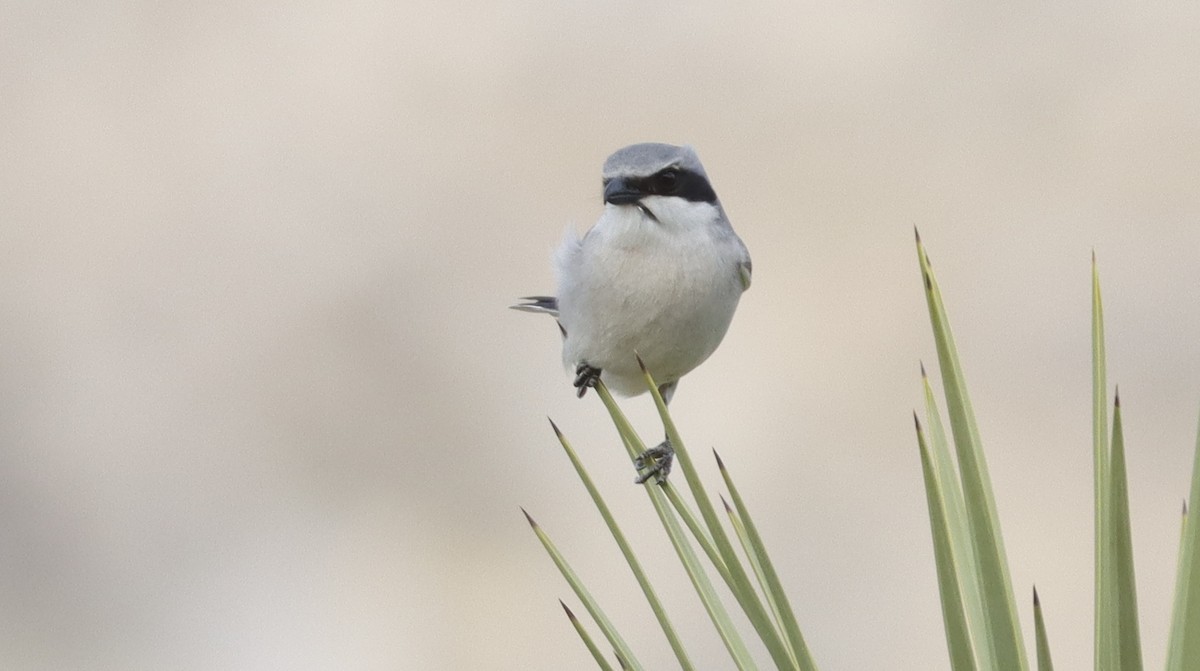 Loggerhead Shrike - ML614823909