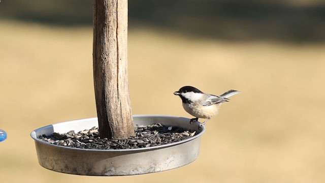 Tufted Titmouse - ML614823918