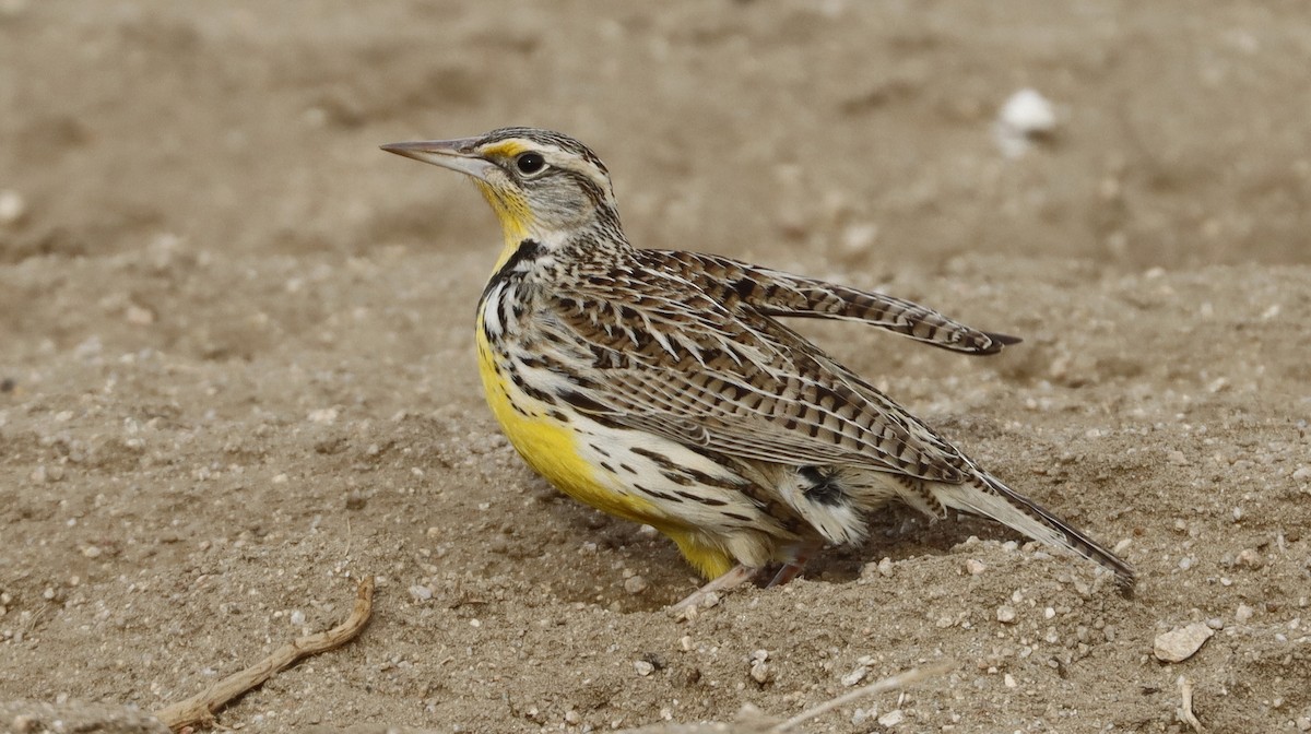 Western Meadowlark - Alison Sheehey