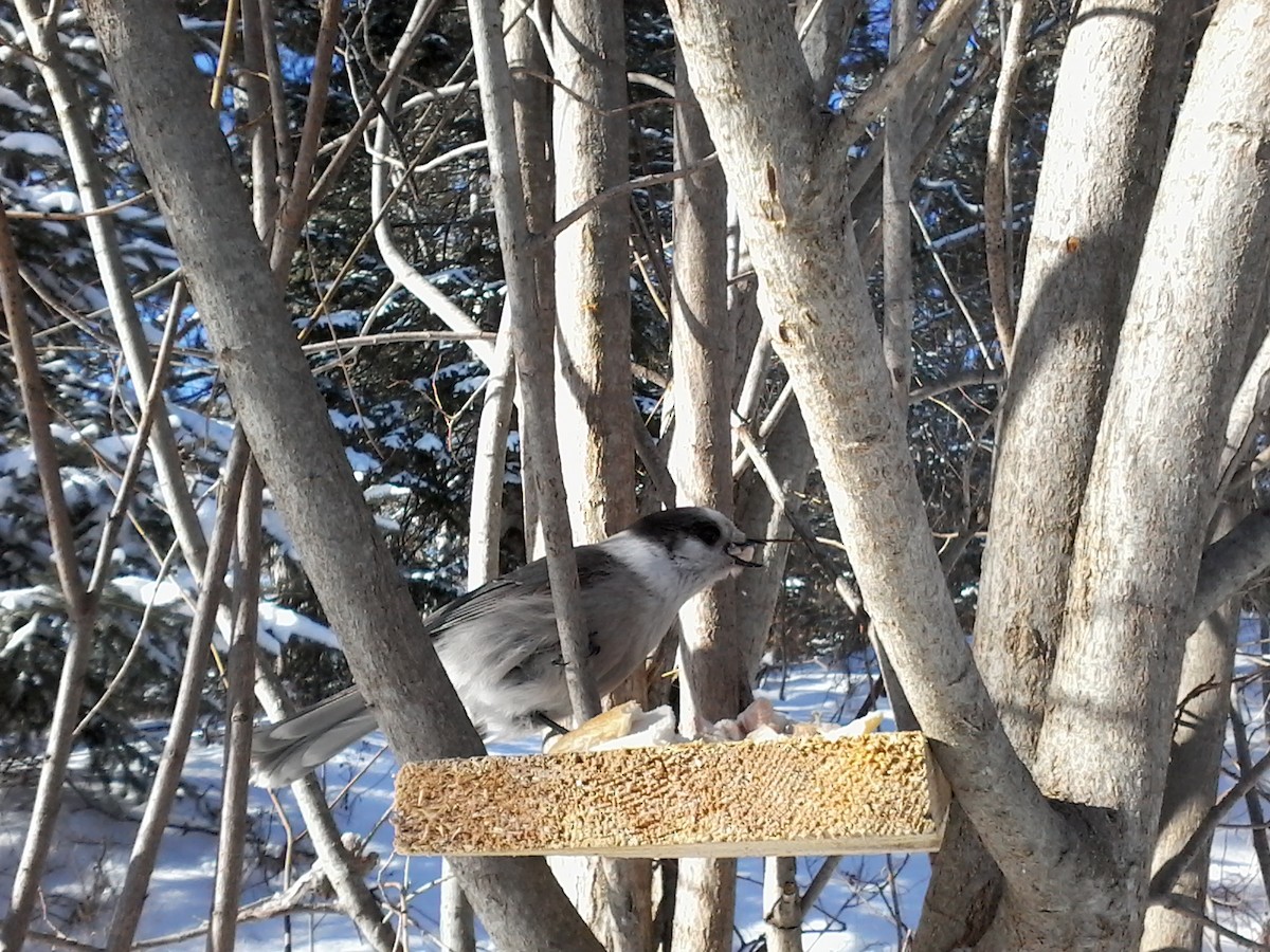 Canada Jay (Boreal) - ML614823935