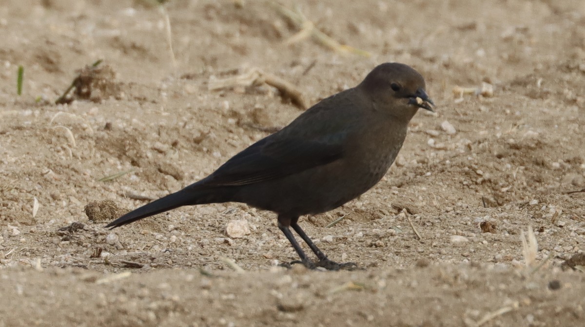 Brewer's Blackbird - ML614823936