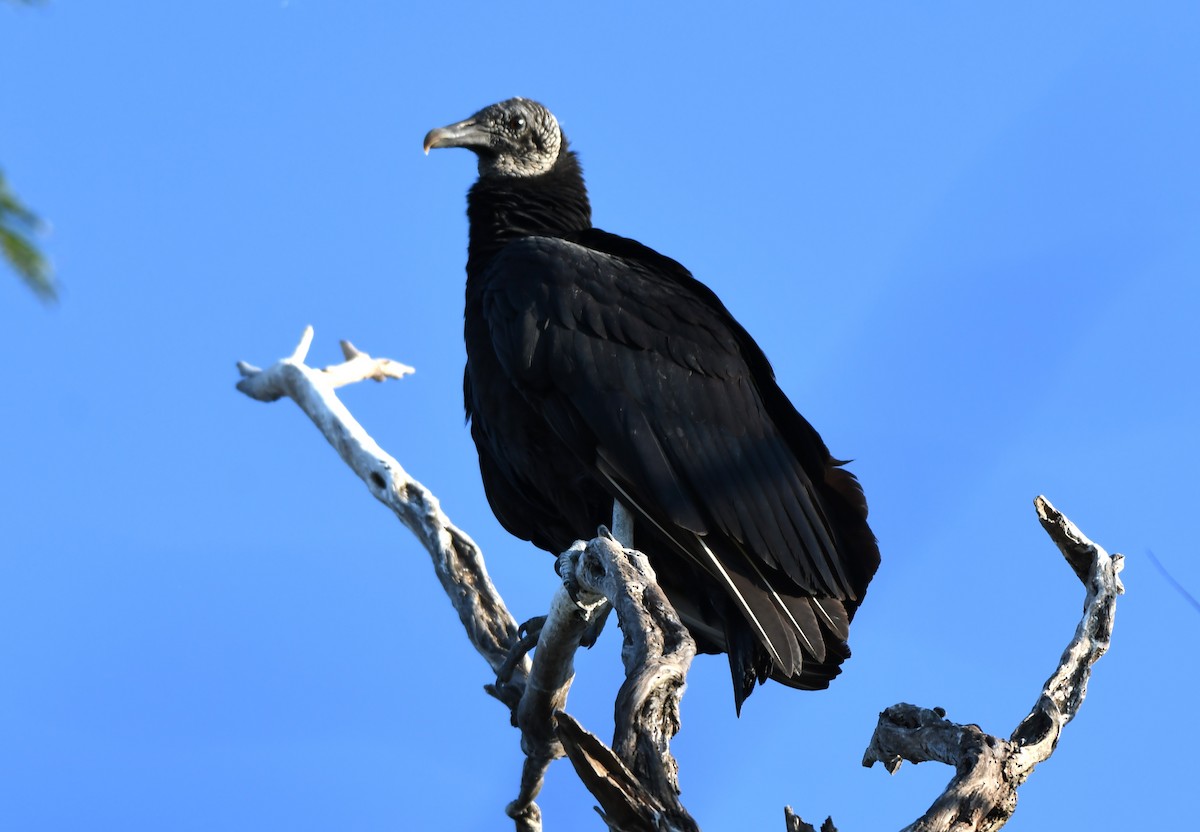 Black Vulture - ML614823937