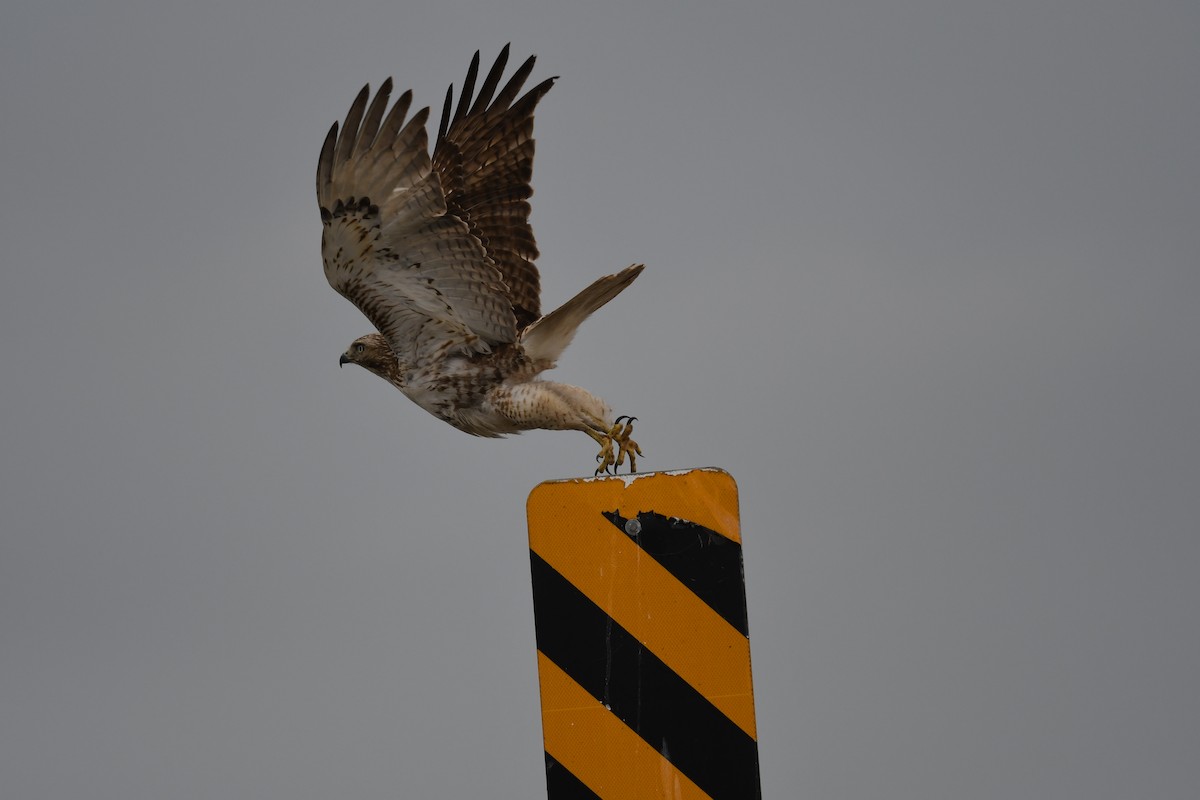 Red-tailed Hawk - ML614823955