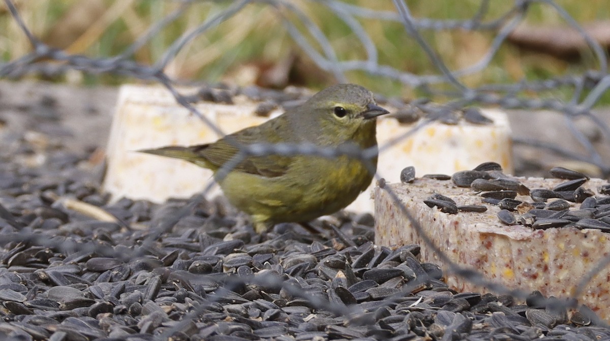 Orange-crowned Warbler - ML614823962