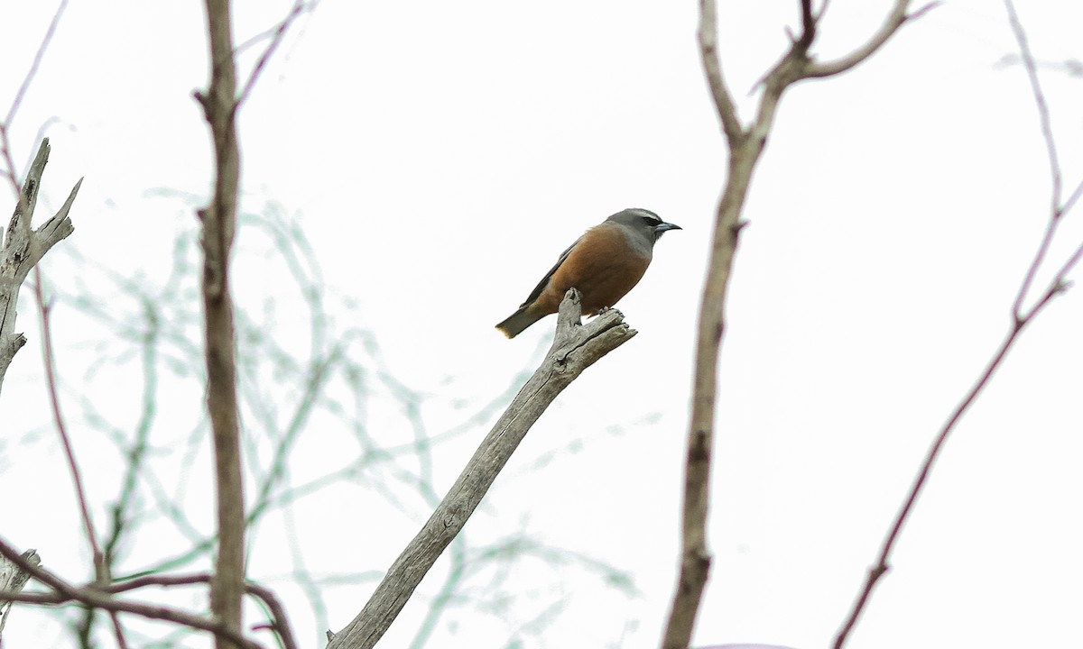 White-browed Woodswallow - ML614823968