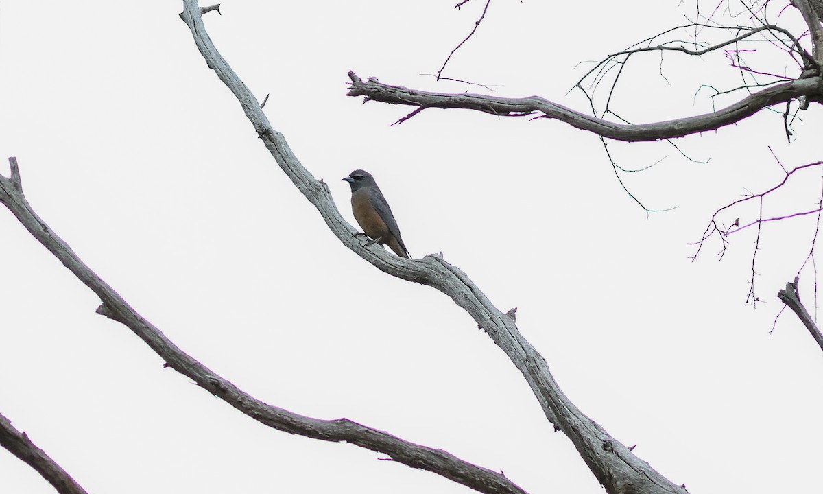 White-browed Woodswallow - ML614823969