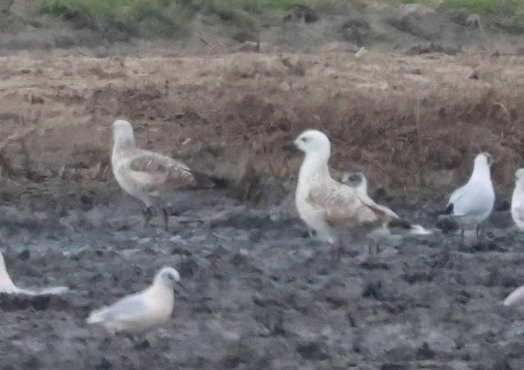 Larus sp. - ML614823988